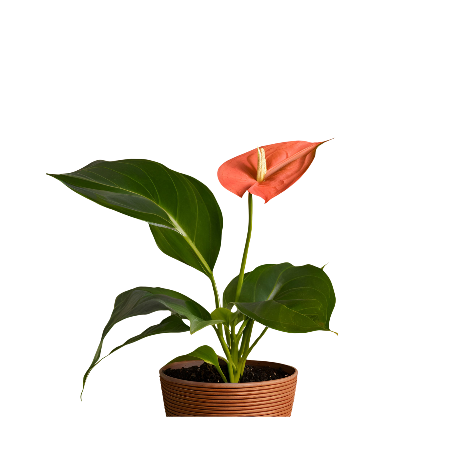 Flamongo "Crimson Blaze"